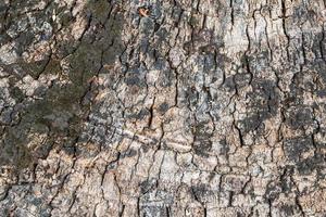trä textur abstrakt naturlig bakgrund foto