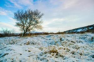 snö flingor omslag på äng foto