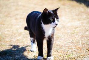 söt svart katt med vit ansikte stående utomhus. foto