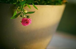 grunt fokusfotografi av rosa blomma foto