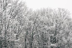 nakna träd täckta med snö