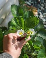 person som håller små blommor foto