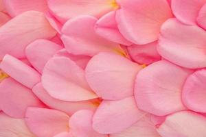 vackra rosa rosenblad för alla hjärtans dag bakgrund ovanifrån foto