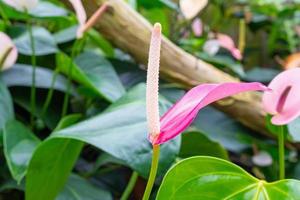 anthurium blommor i tropisk trädgård bakgrund foto