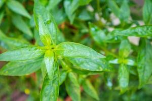 närbild andrographis paniculata växtblad ayurveda örtmedicin foto