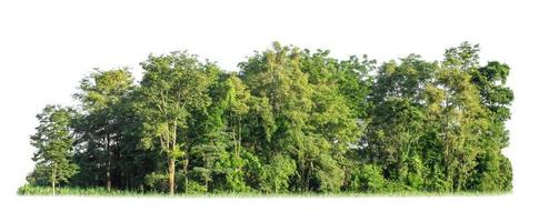 grön träd isolerat på vit bakgrund. är skog och lövverk i sommar för både utskrift och webb sidor foto