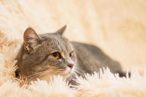 katt är liggande på mjuk rosa fluffig pläd. porträtt av skön grå tabby katt med grön ögon, sida se. foto