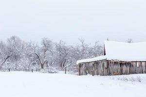 vinter- äpple trädgård med gammal grå trä- ladugård foto