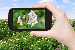 turist tar bild av potatis blommor på fält foto