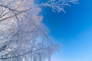 tunn frostig björk grenar på klar blå lutning himmel bakgrund på freexing vinter- dagsljus foto