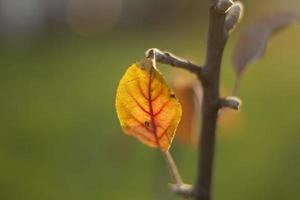 gul blad. höst färger. detaljer av natur. torr blad på gren. foto