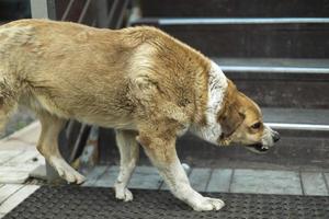 arg hund. herrelös hund maler hans tänder. aggressiv djur. framställning för ge sig på. foto