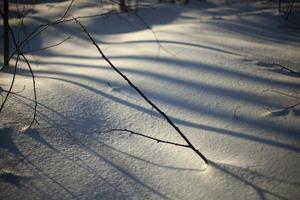 ljus i snö. detaljer av vinter- natur. Häftigt nyanser. foto