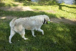 vit labrador i sommar. sällskapsdjur på promenad. foto