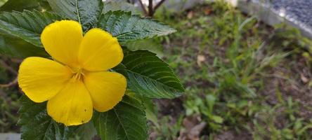 turnera ulmifolia är en arter av blommande växt av de blomma släkte på åtta Klockan foto