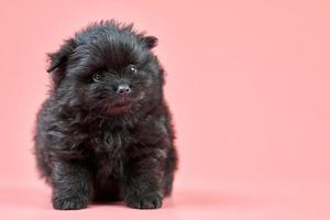 pomeranian spets valp, kopia Plats på rosa bakgrund foto