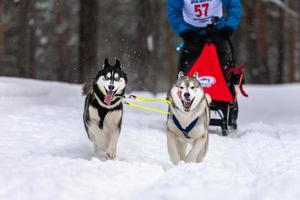 husky slädhundar team i sele köra och dra hundförare. slädhundkapplöpning. Vintersportmästerskapstävling. foto