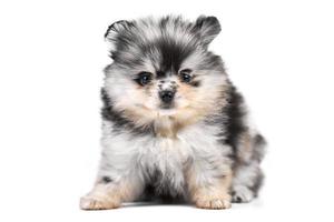 pomeranian spitz valp isolerade foto