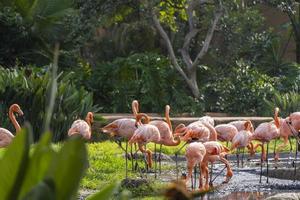 Phoenicopterus ruber rosa flamingos i en fontän, vatten faller från ovan, vegetation i de förgrund, mexico foto