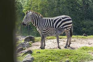 equus quagga mor zebra matning henne zebra Valp, vegetation i de bakgrund, mexico foto