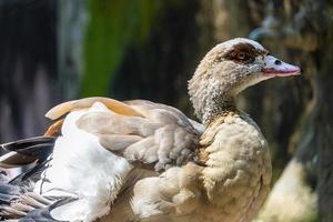 alopochen aegyptiacus egypten nile gås eller gäss, fåglar av afrika anatidos anseriform är ett av en familj som för närvarande osläckt arter. Zoo foto