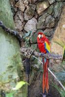 ara macao porträtt av färgrik scharlakansrött ara papegoja mot djungel bakgrund, Zoo mexico foto