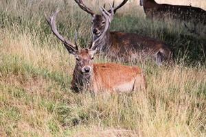 en stänga upp av en röd rådjur i de cheshire landsbygden foto