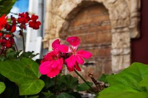 röd blomma pelargonia geranium växt blomma närbild foto