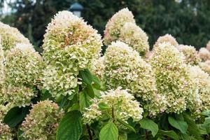 blomning cultivar panikslagen hortensia hortensia paniculata i de sommar kväll trädgård foto