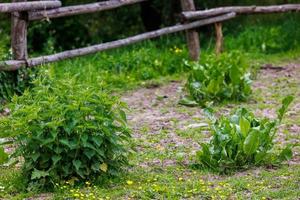 små buskar av nässla och häst ängssyra - urtica dioica och rumex confertus - i hage foto