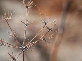 mjuk fokus skott av en torkades växt täckt med spindelväv foto