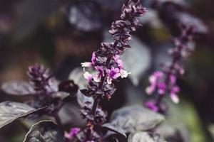 mörk opal basilika växt blomning i de trädgård säng, lila basilika blommor närbild foto