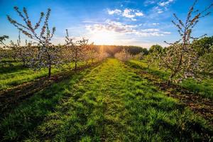 blomstrande ung äpple trädgård på skymning solljus bred vinkel skott foto