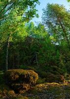 inuti sommar blandad karelska skog foto