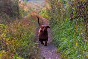 kort tassar brun vänlig lekfull vuxen hund närmar sig kamera på torr smuts väg väg. foto