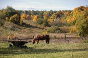 brun häst betar Nästa till ett gammal trä- vagn mot de bakgrund av ett höst skog och en ravin foto