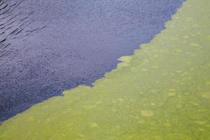 grön alger flytande på krusigt vatten yta av de damm med uttalad diagonal kant foto