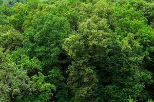 topp av sommar grön lind skog fast lövverk mönster bakgrund foto