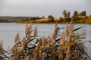 phragmites australis, allmänning vass - tät tjocklekar i de dagsljus, sjö landskap i de suddig bakgrund foto