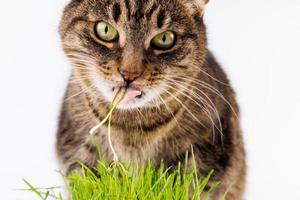 grå inhemsk tabby katt äter grön havre groddar närbild på vit bakgrund foto