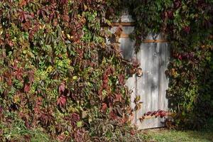 stängd grå trä- dörrar till utomhus- källare, täckt med dekorativ vindruvor foto