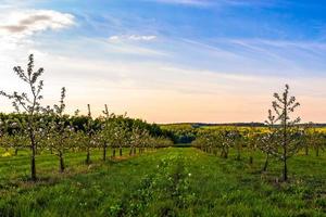 blomstrande ung äpple trädgård på dus solljus bred vinkel skott med selektiv fokus och boke fläck foto