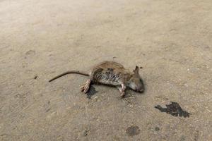död- mus kropp på sandig asfalt yta foto