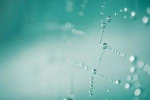 regndroppar på de Spindel webb i regnig dagar, blå bakgrund foto