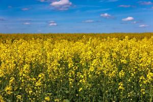 blomning raps fält och blu himmel med vit moln foto