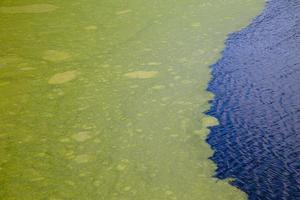 grön alger flytande på krusigt vatten yta av de damm med uttalad kant foto