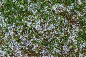 vit is hagel på de grön gräs efter sommar storm foto