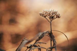 torr trendig växter i Sol. skön höst bakgrund. torkades blommor närbild. affisch för interiör. foto