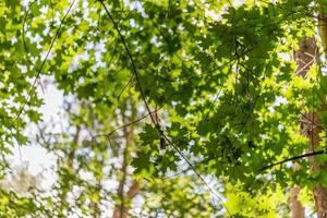 lönn träd löv solig sommar bakgrund med naturlig bokeh fläck foto