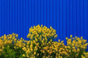 barbarea vulgaris eller gul raket eller trädgård yellowrocket blommor på suddigt blå staket bakgrund. foto